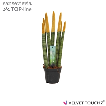 Sansevieria VELVET TOUCHZ&#174; Metallic Goud