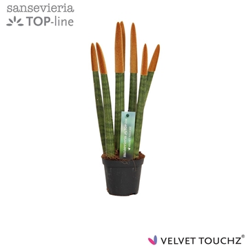 Sansevieria VELVET TOUCHZ&#174; Metallic Koper