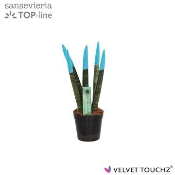 Sansevieria VELVET TOUCHZ&#174; Aqua