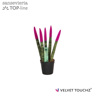 Sansevieria VELVET TOUCHZ&#174; Fuchsia