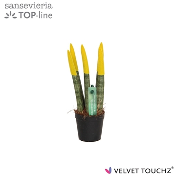 Sansevieria VELVET TOUCHZ&#174; Geel