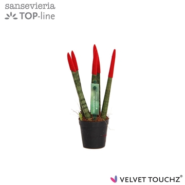Sansevieria VELVET TOUCHZ&#174; Rood