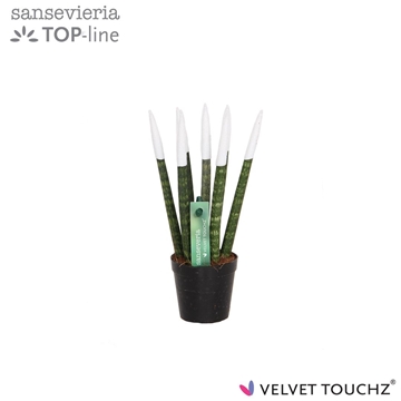 Sansevieria VELVET TOUCHZ&#174; Wit