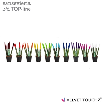 Sansevieria VELVET TOUCHZ&#174; MIX