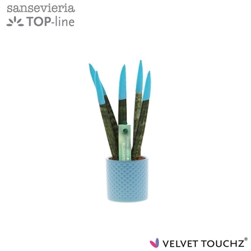 Sansevieria VELVET TOUCHZ&#174; Aqua met dots keramiek.