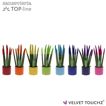 Sansevieria VELVET TOUCHZ&#174; mix met dots keramiek