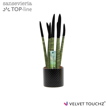Sansevieria VELVET TOUCHZ&#174; Zwart met dots keramiek.