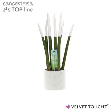 Sansevieria VELVET TOUCHZ&#174; Wit met dots keramiek