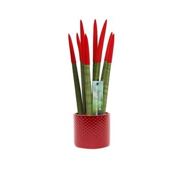 Sansevieria VELVET TOUCHZ&#174; Rood met dots keramiek
