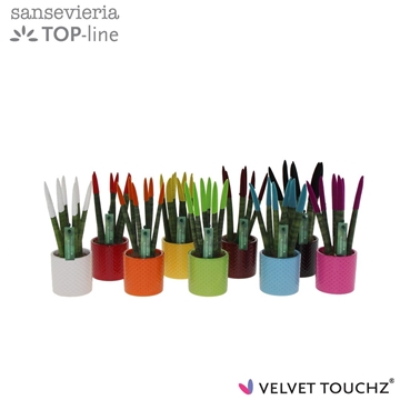 Sansevieria VELVET TOUCHZ&#174; mix met dots keramiek