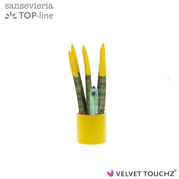 Sansevieria VELVET TOUCHZ&#174; geel met dots keramiek