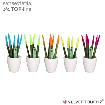 Sansevieria VELVET TOUCHZ&#174; Mix Ibiza in keramiek Osaka