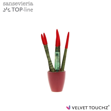 Sansevieria VELVET TOUCHZ&#174; Rood in keramiek Osaka