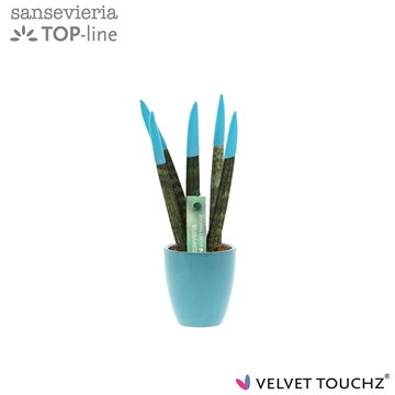Sansevieria VELVET TOUCHZ&#174; Aqua in keramiek Osaka