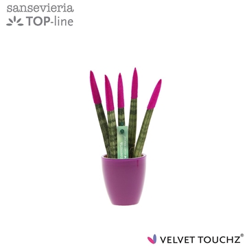 Sansevieria VELVET TOUCHZ&#174;Fuchsia in keramiek Osaka