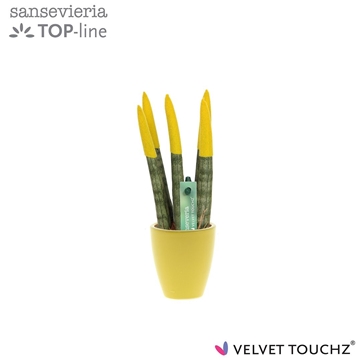Sansevieria VELVET TOUCHZ&#174; geel in keramiek Osaka