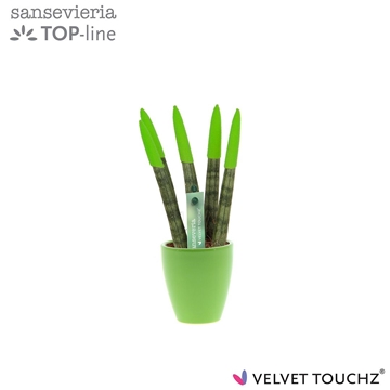 Sansevieria VELVET TOUCHZ&#174; Groen in keramiek Osaka