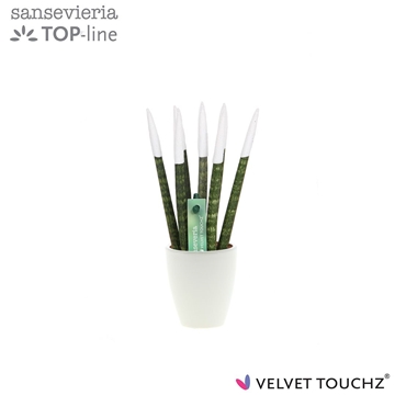 Sansevieria VELVET TOUCHZ&#174; wit in keramiek Osaka
