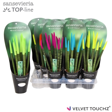 Sansevieria VELVET TOUCHZ&#174; Ibiza met potcover in keramiek R&#39;dam