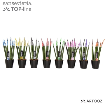 Sansevieria VELVET TOUCHZ&#174; &#39;ARTOOZ&#39; Mix In keramiek R&#39;dam