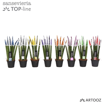 Sansevieria VELVET TOUCHZ&#174; &#39;ARTOOZ&#39; Mix