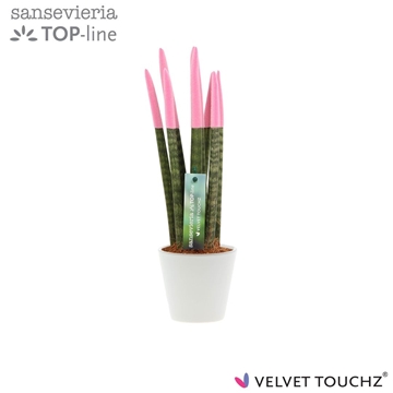 Sansevieria VELVET TOUCHZ&#174; Pastel Roze In keramiek R&#39;dam