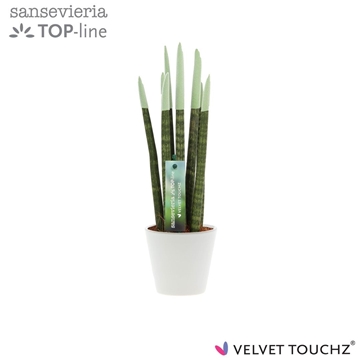 Sansevieria VELVET TOUCHZ&#174; Pastel Groen In keramiek R&#39;dam
