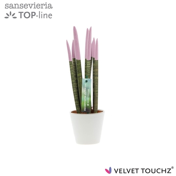 Sansevieria VELVET TOUCHZ&#174; Pastel Paars In keramiek R&#39;dam