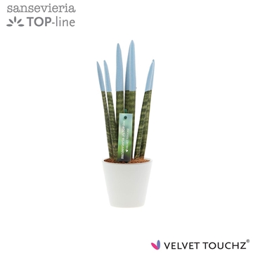 Sansevieria VELVET TOUCHZ&#174; Pastel Blauw In keramiek R&#39;dam