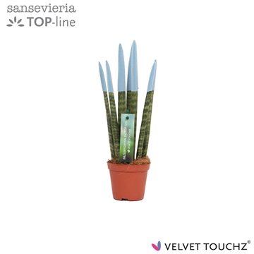 Sansevieria VELVET TOUCHZ&#174; Pastel Blauw