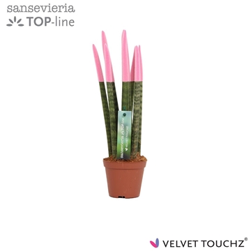 Sansevieria VELVET TOUCHZ&#174; Pastel Roze