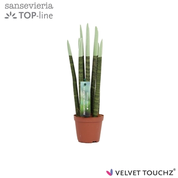 Sansevieria VELVET TOUCHZ&#174; Pastel Groen