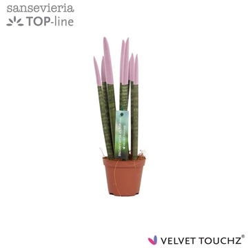 Sansevieria VELVET TOUCHZ&#174; Pastel Paars