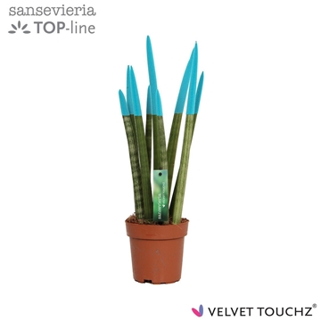 Sansevieria VELVET TOUCHZ&#174; Aqua