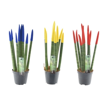 Sansevieria VELVET TOUCHZ&#174; Roemeni&#235;
