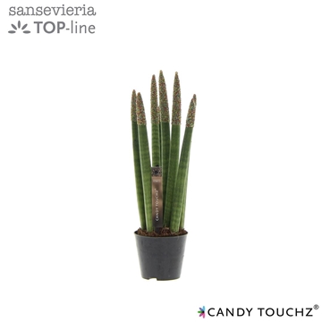 Sansevieria Candy Touchz&#174; Discodip P8,5
