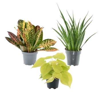 Mix Festival: Micans Lime - Croton Petra - Kirkii Friends