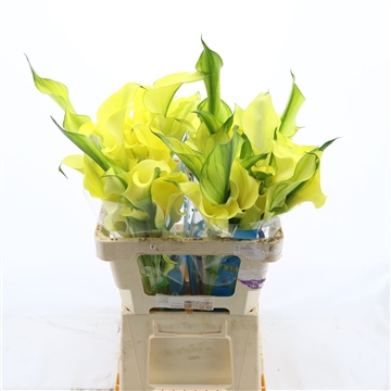 Calla Alice Springs | Dubbelbloemig