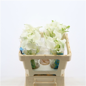 Calla White Mambo