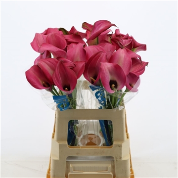 Calla Zazu