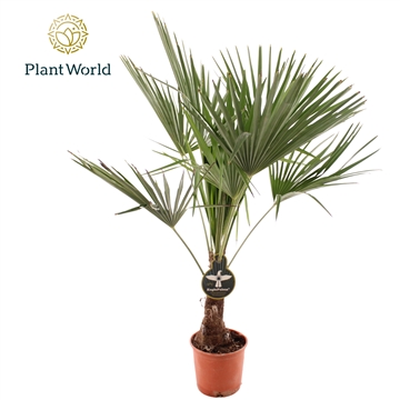Trachycarpus Fortuneii / Eagle palm P21 120-130cm