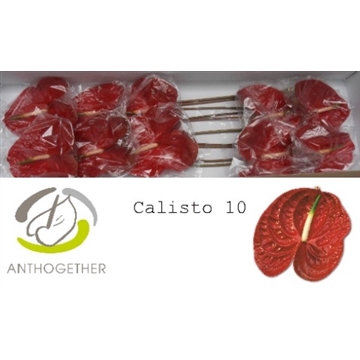 ANTH A CALISTO 10 Lang 636