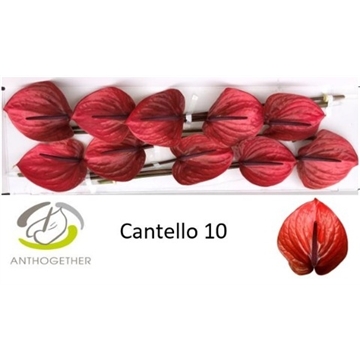 ANTH A CANTELLO 10 Lang 636