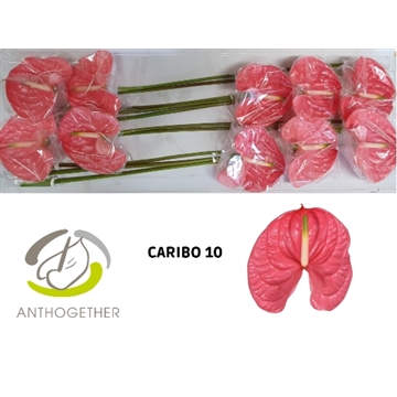 ANTH A CARIBO 10 Lang 696
