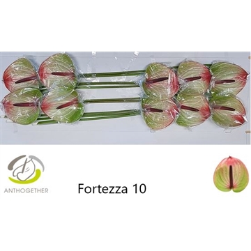 ANTH A FORTEZZA 10 Lang 636