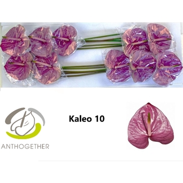 ANTH A KALEO 10 Lang 636