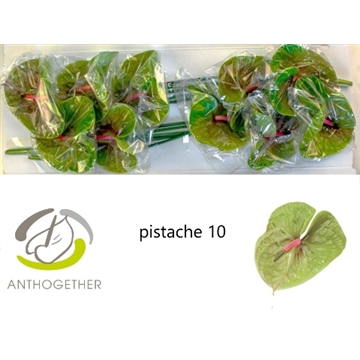 ANTH A PISTACHE 10 Lang 636