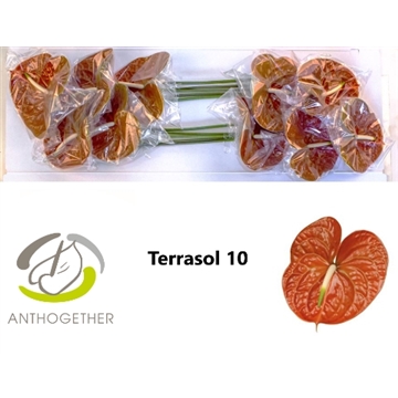 ANTH A TERRASOL 10 Lang 636
