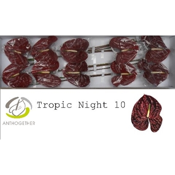 ANTH A TROPIC NIGHT 10 Lang 636