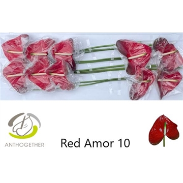 ANTH A Red Amor 10 Lang 636